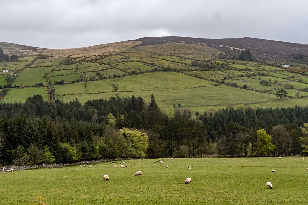 Landscape view of sheep, farmland and the Galtee mountains in Co. Cork, Ireland