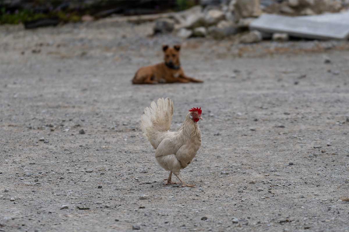 A hen in the foreground and a dog in the background at Tory Hill House, a small 100% organic Irish dairy and beef farm