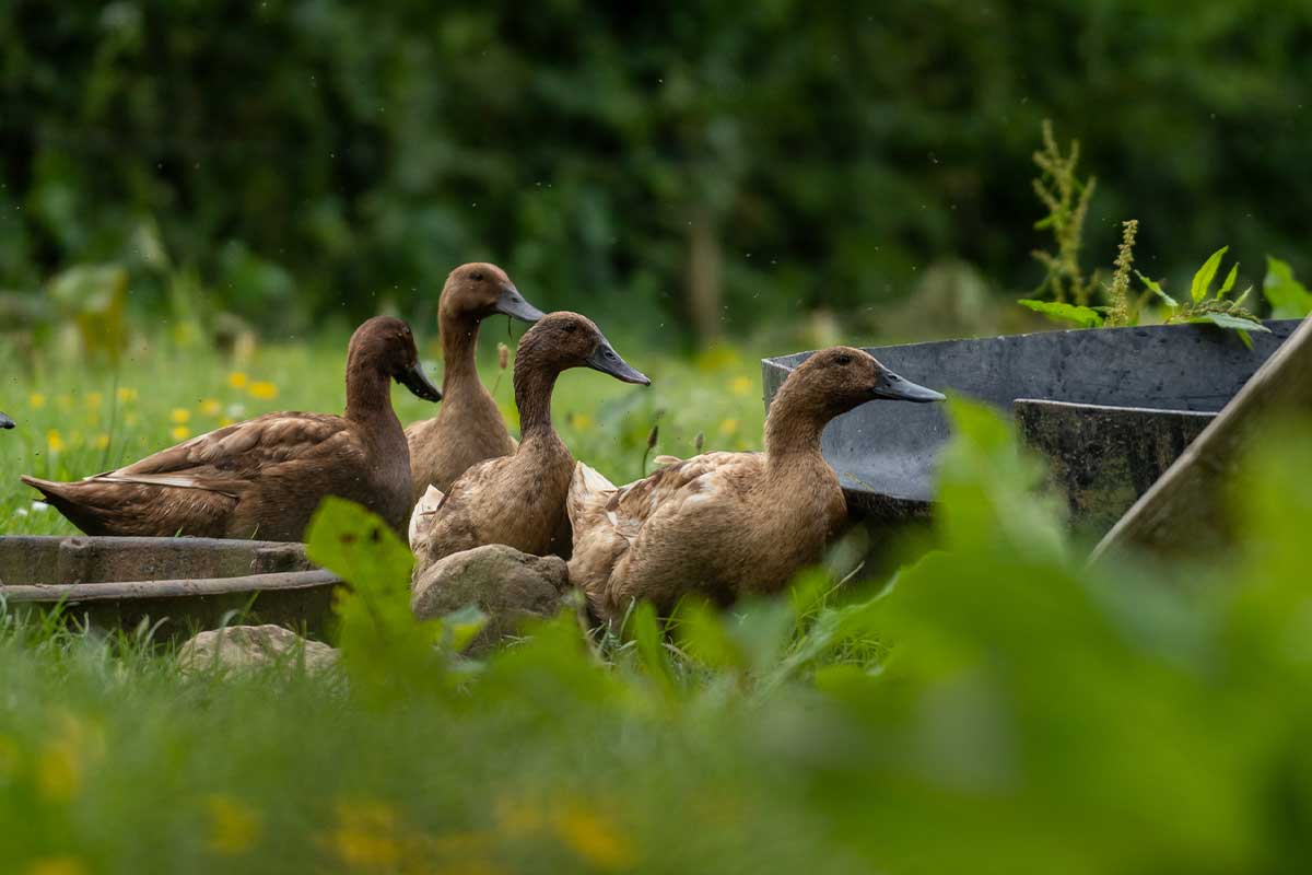 ducks in a field at Tory Hill House, a small 100% organic Irish dairy and beef farm